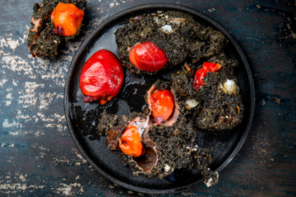 Piure (Pyura chilensis)  