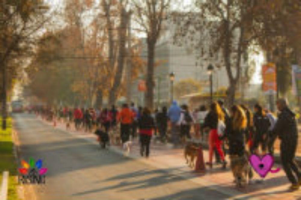 Corrida por el rescate animal, iniciativa impulsada por el equipo Rising.