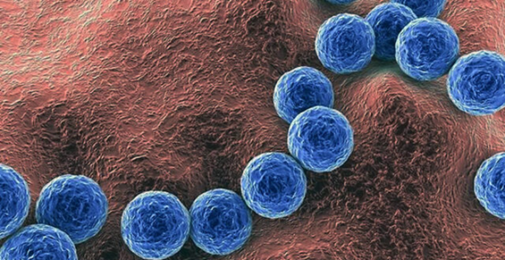 Bacteria Streptococcus pyogenes