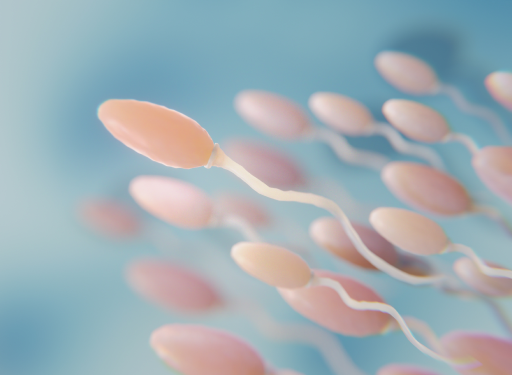 El estudio en fase 2 del gel de anticoncepción masculina tuvo promisorios resultados