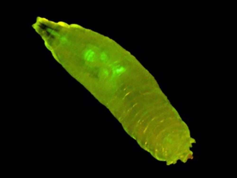 Las investigaciones se hacen en modelo de larva de Drosophila Melanogaster o mosca del vinagre