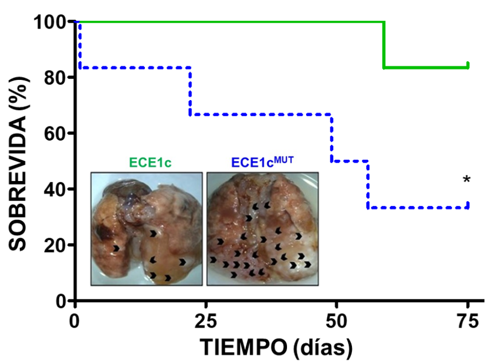 Evaluación de la sobrevida de ratones inyectados con células de cáncer de colon que expresan la proteína ECE1c normal (verde) o la mutante super-estable (azul). Se puede observar cómo disminuye más rápido la sobrevida de ratones inyectados con células que expresan la ECE1c mutante (azul). En el inserto se muestran los pulmones de ratones al día 75, donde las puntas de flecha indican los nódulos metastásicos (tomado de doi:10.1002/1878-0261.12609).