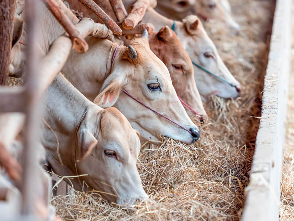 Doctorado en Nutrición y Alimentos