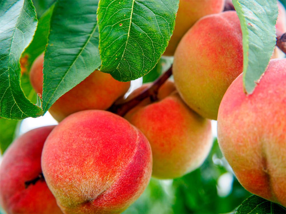 Doctorado en Nutrición y Alimentos