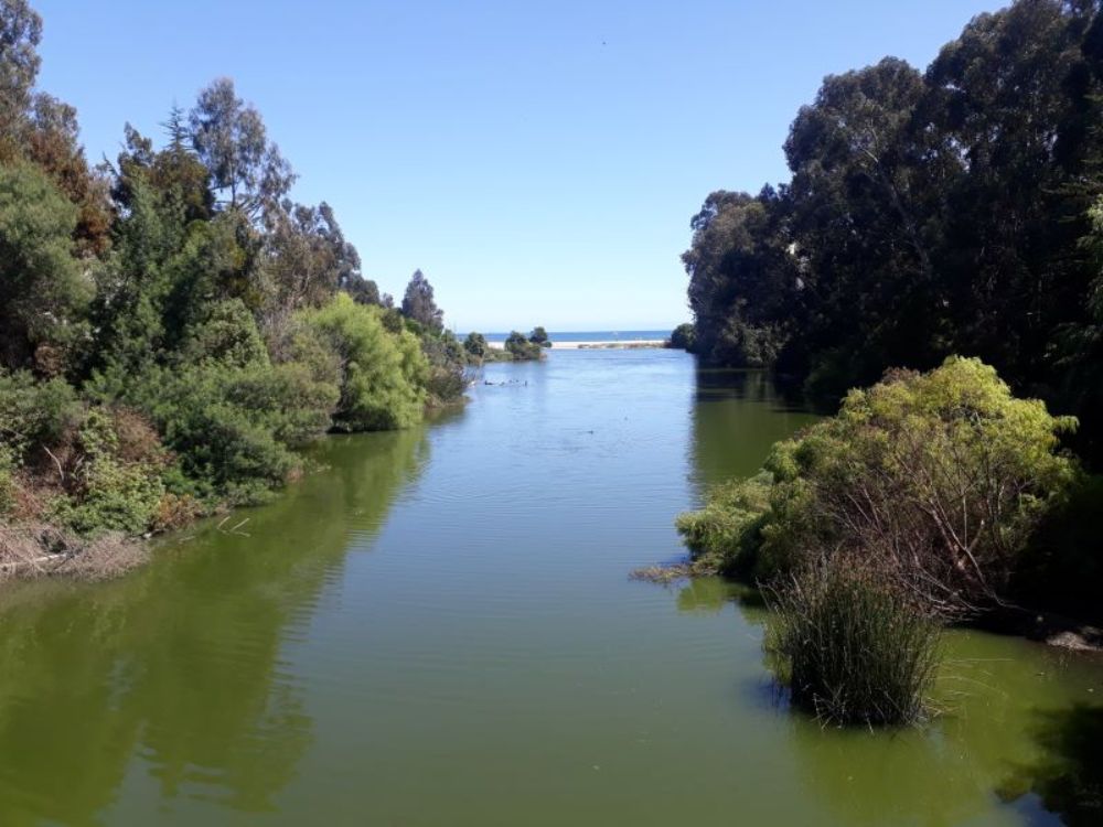 El programa formativo contempla actividades teóricas y prácticas. Foto: Humedal Papudo.