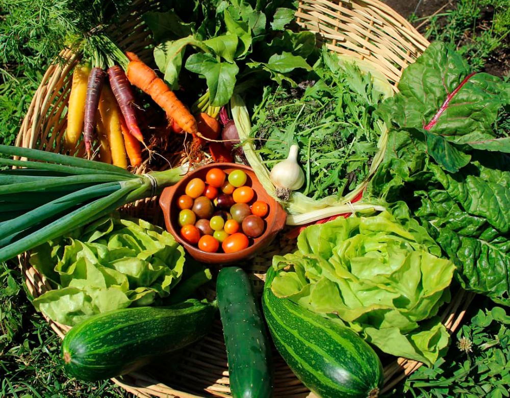Agricultura campesina