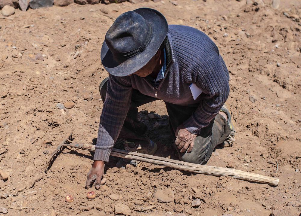 Agricultura campesina