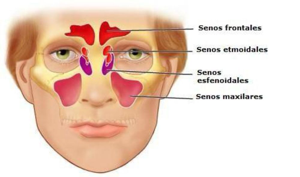 infografía de la cavidad nasal