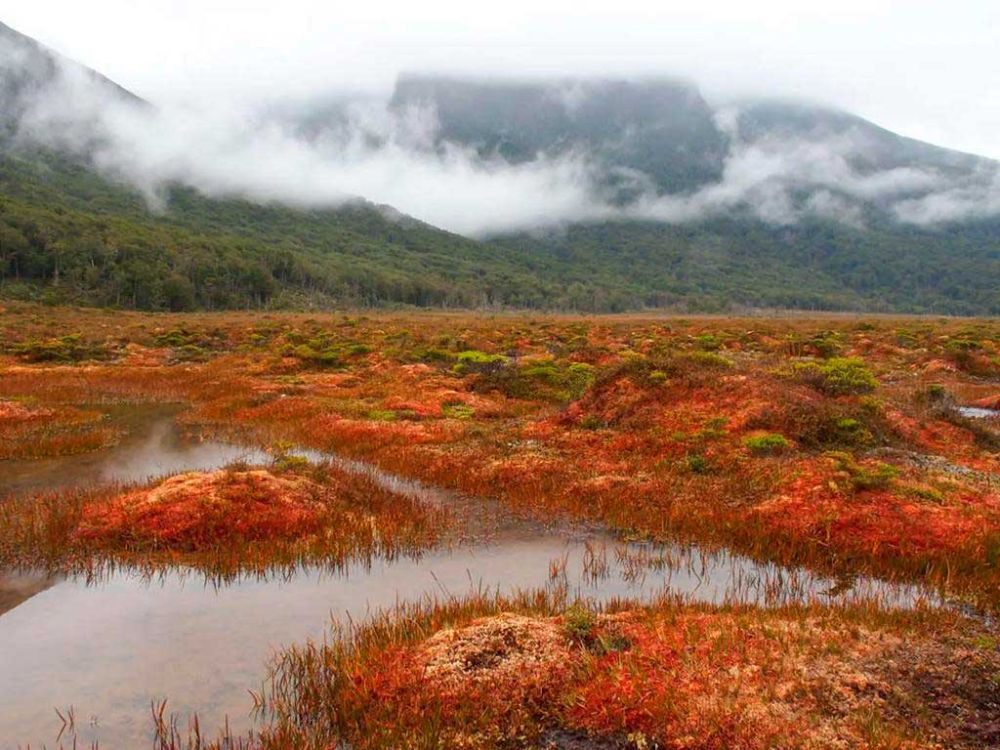 Las turberas almacenan agua y carbono, lo que ayuda a mitigar el cambio climático y, además, funciona como reserva de agua para tiempos de sequía. 