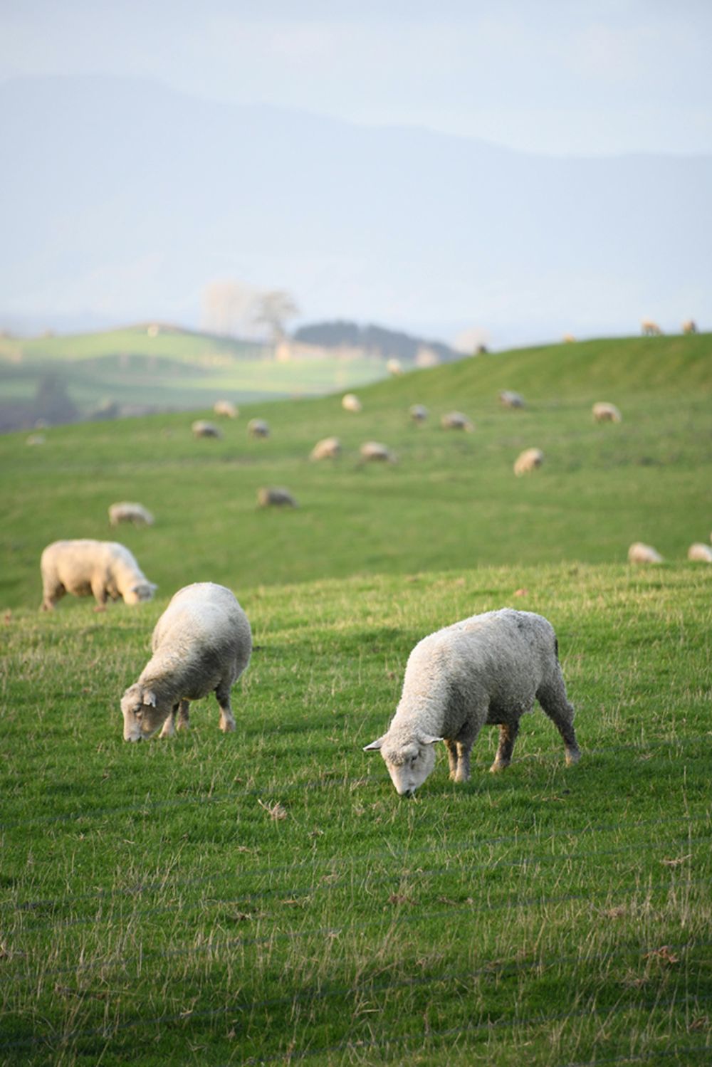 Ovejas pastando 
