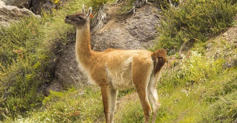 Hace siglos, en plena época pre-colonial, el guanaco ocupaba todo el territorio sur de Sudamérica. Pero la caza y la pérdida de hábitat han llevado a la disolución paulatina de sus poblaciones, culminando con su extinción en gran parte de Chile central.