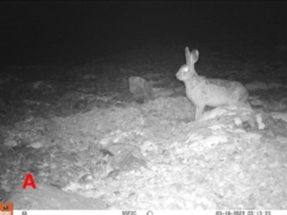 "Hasta la década de los años 2000, el río Copiapó era el límite norte de la invasión de la liebre europea", explica Gabriel Lobos.
