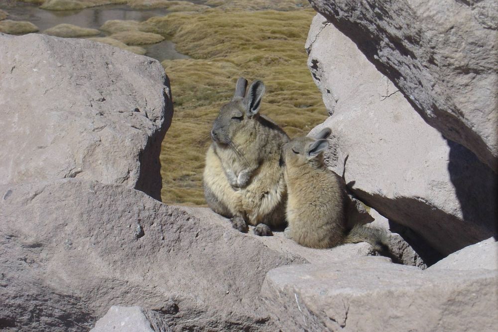 La vizcacha y la chinchilla son algunas de las especies amenazadas por la liebre europea porque también comen vegetación.