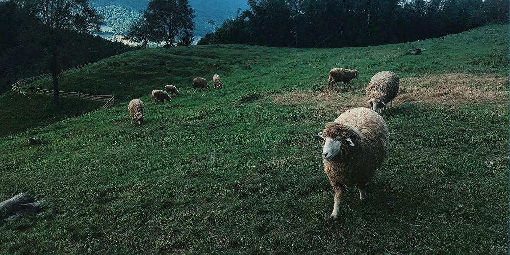 El Gobierno de Milei autorizó el traslado dentro del país trasandino de carne con hueso y material genético desde zonas donde se vacuna contra la fiebre aftosa hacia la Patagonia que, hasta el momento, era considerada libre de aftosa sin vacunación. 