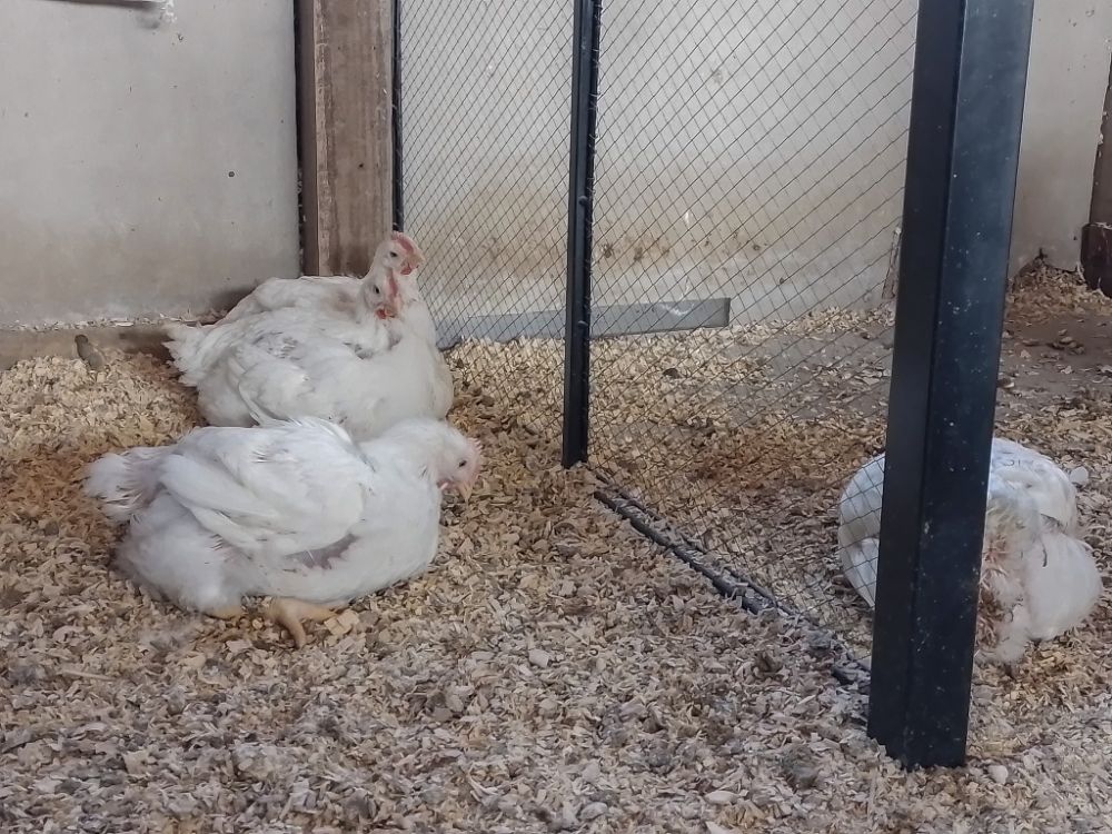 El estudio reveló que los pollos que presenciaron el manejo gentil de otra ave temieron menos a los humanos, destacando el potencial del aprendizaje social para mejorar el bienestar de las aves de corral.