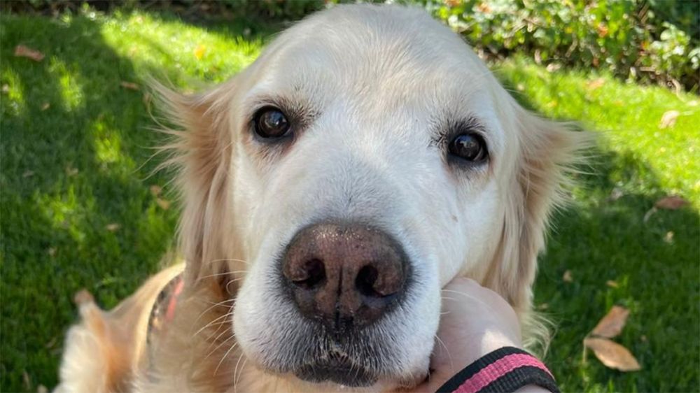 Proceso de duelo en familias multiespecies es abordado en investigación de postgrado.