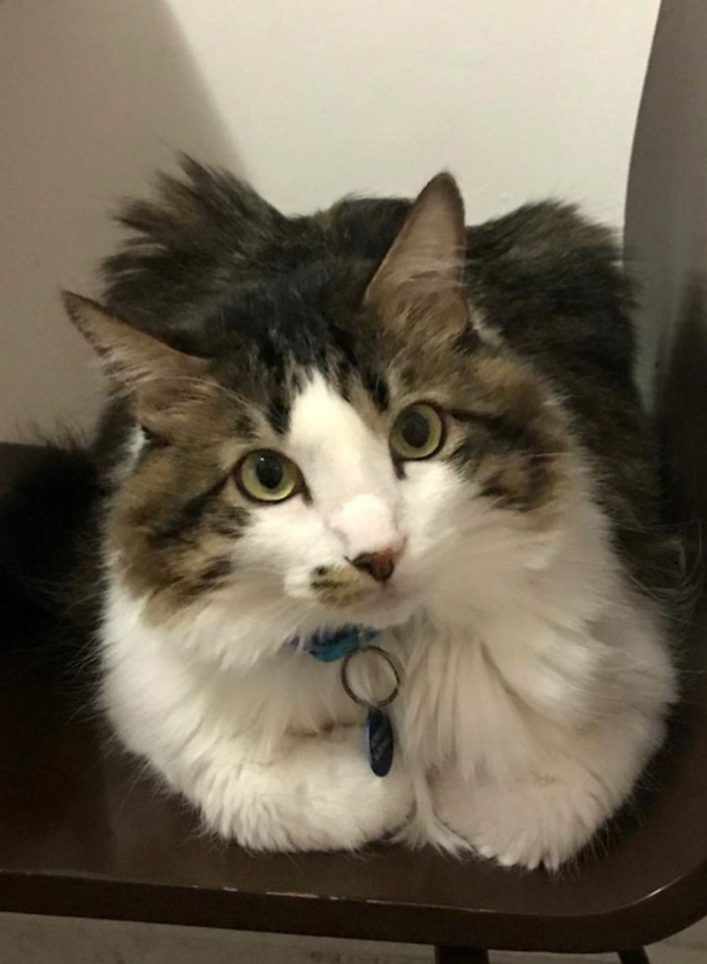 Proceso de duelo en familias multiespecies es abordado en investigación de postgrado.