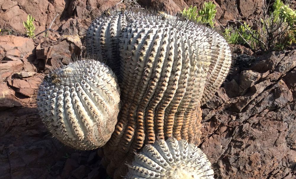 copiapoa