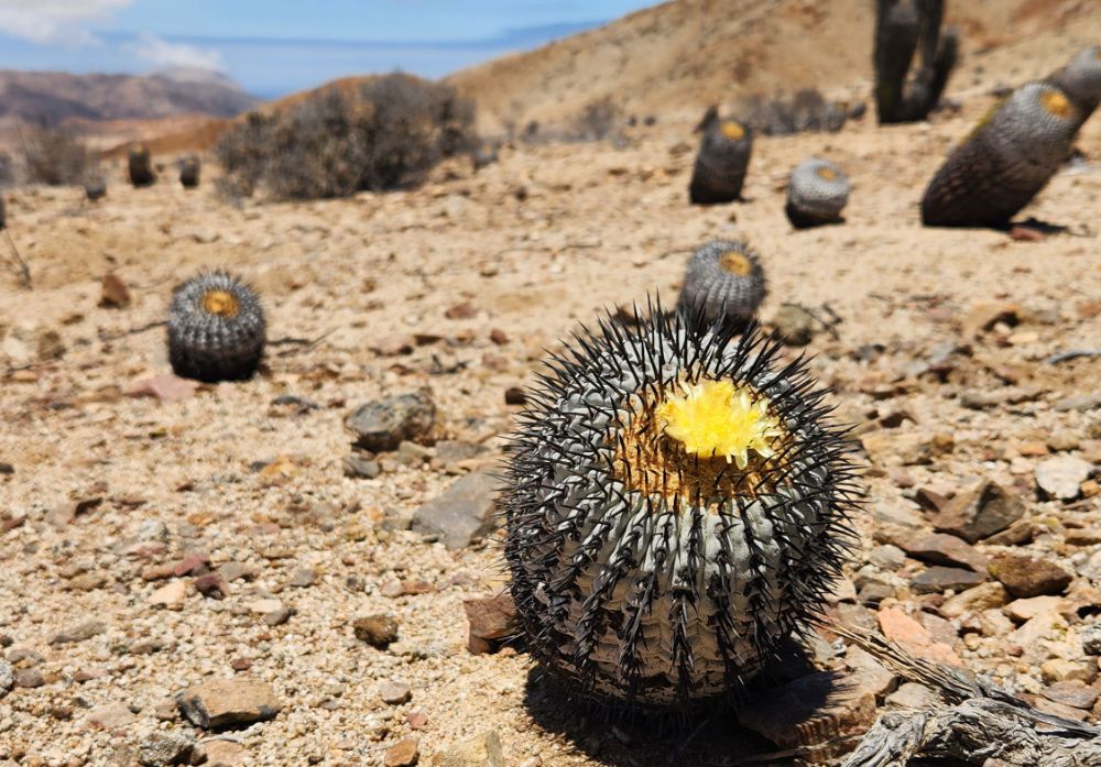 copiapoa
