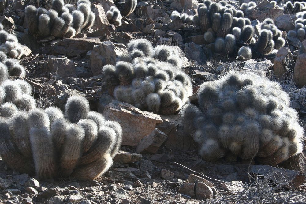 copiapoa