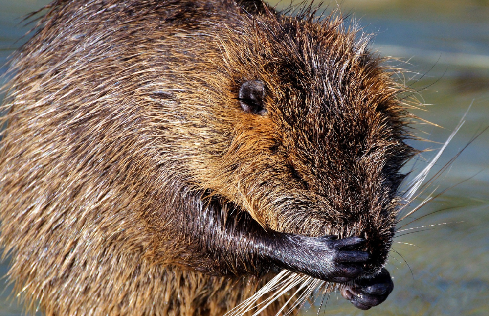 De este modo, de un área de estudio de 77.687 hectáreas, 27.167 hectáreas presentaron impacto directo por la invasión de castor, ubicadas principalmente al sur de la Isla de Tierra del Fuego.