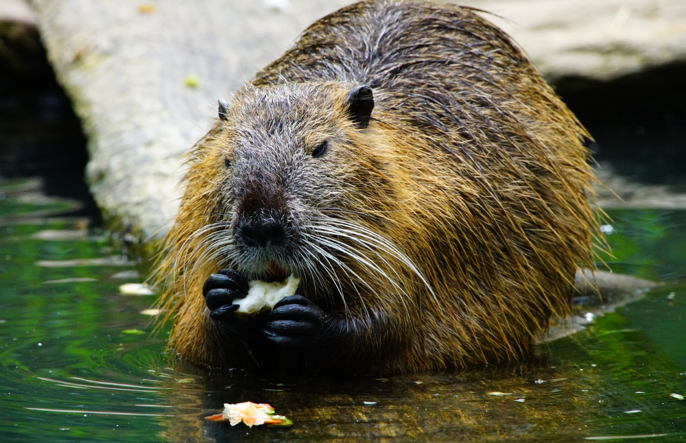 Desde su introducción en tierras magallánicas, el castor (Castor canadensis), roedor perteneciente a la familia Castoridae, originario de Estados Unidos y Canadá, ha provocado pérdidas en la biodiversidad de la zona.