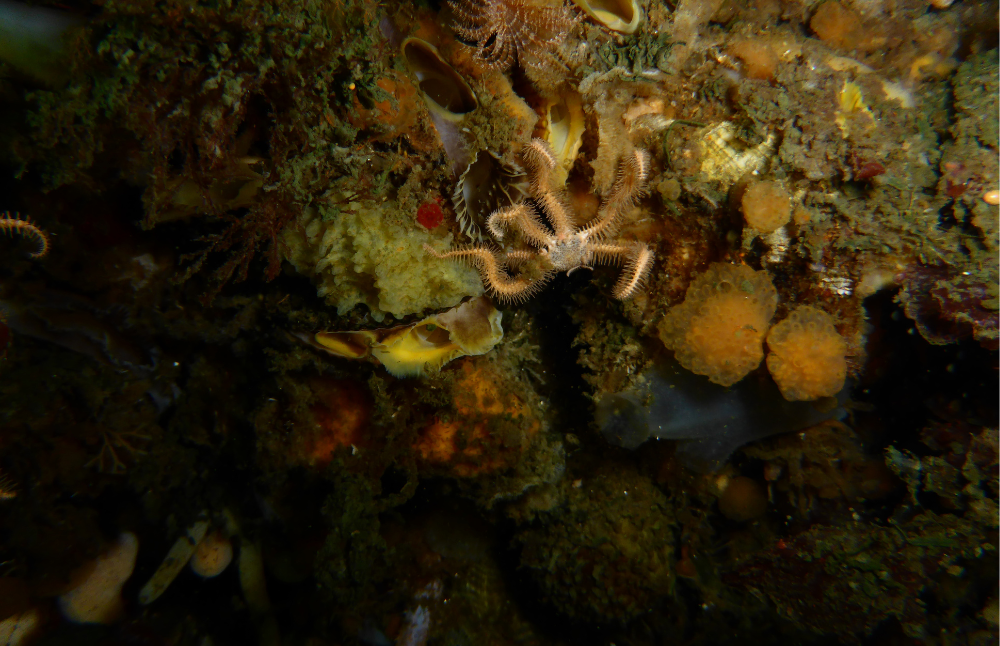 Científicos y científicas del Instituto Milenio BASE, han realizado diversos aportes al conocimiento del pasado, presente y futuro de la biodiversidad antártica y subantártica, considerando no solo los organismos más carismáticos y conocidos.