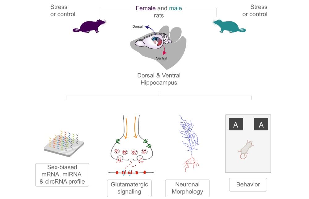 "Sesgos del sexo biológico en el efecto del estrés crónico sobre el remodelamiento sináptico glutamatérgico en los polos dorsal y ventral del hipocampo de rata: enfoques neuroquímicos y transcriptómicos" es el nombre del estudio realizado por investigadoras e investigadores de la Facultad de Ciencias Químicas y Farmacéuticas.
