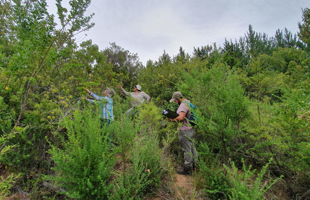 El maqui ha adquirido reconocimiento debido a sus destacadas propiedades antioxidantes, siendo denominado como el "Súper Fruto" dado su alto contenido de polifenoles, antocianinas como las delfinidinas y otros compuestos con aplicaciones farmacológicas.