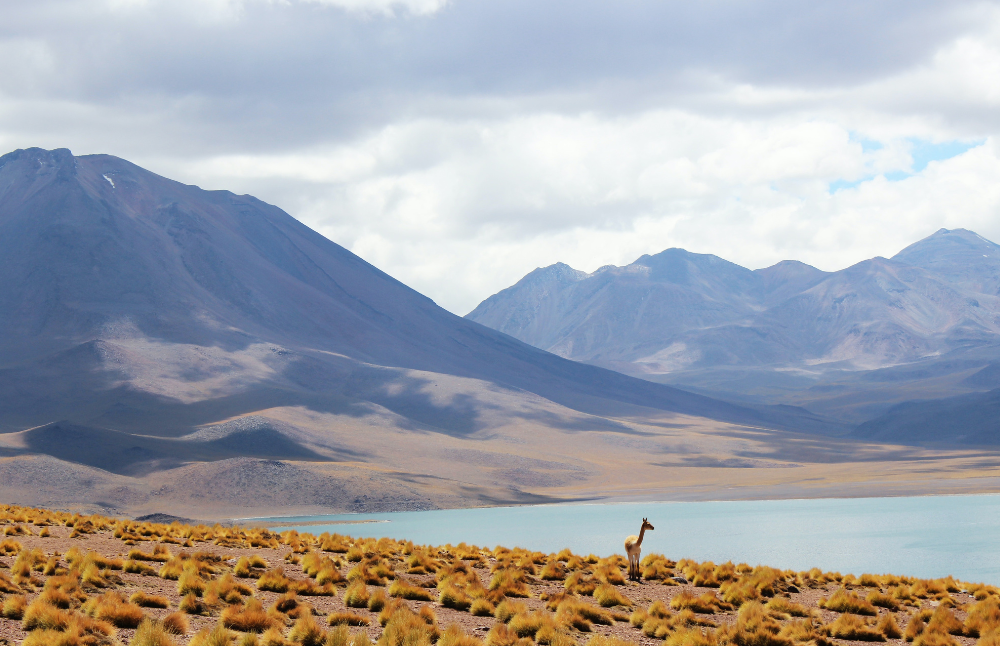 La presentación de la investigadora experta en derecho ambiental se realizó en el marco de la iniciativa de audiencias públicas, impulsada por la Secretaría de Participación Ciudadana.
