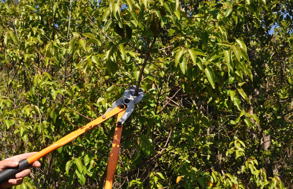 El estudio sienta las bases para la generación de productos con mayor valor agregado y certificaciones relacionadas con los contenidos de antioxidantes.