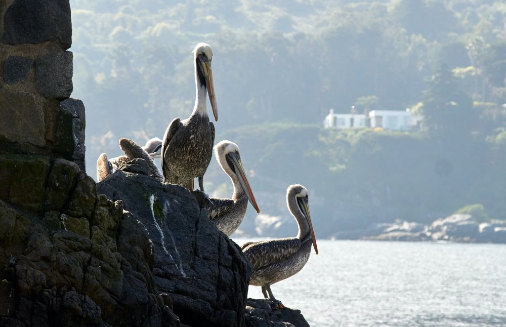 El pasado 3 de julio, con el objetivo de aportar e incidir en materia medioambiental en Chile, la académica de la Facultad de Derecho y representante del Programa Transdisciplinario de Medio Ambiente de la Casa de Bello, Ximena Insunza presentó sobre la dimensión ambiental de la Constitución ante el Consejo Constitucional.