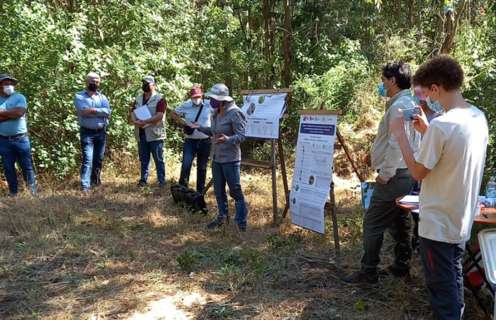 La académica destacó el objetivo de establecer protocolos silvícolas que fomenten la producción sustentable de los frutos de maqui en las formaciones naturales mediterráneas de Chile. Esto gracias a los resultados de su investigación “Evaluación de técnicas y protocolos silvícolas en maqui para la producción sustentable de frutos y su recolección en la zona centro sur de Chile”.