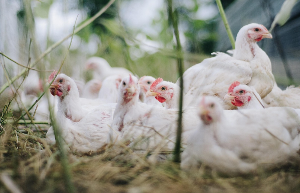 Chile en la actualidad se encuentra en riesgo de diseminación de la gripe aviar pues cuenta con más de 50 casos positivos en especies como delfín, lobo marino, pingüino de Humboldt, chungungo y marsopa espinosa. 