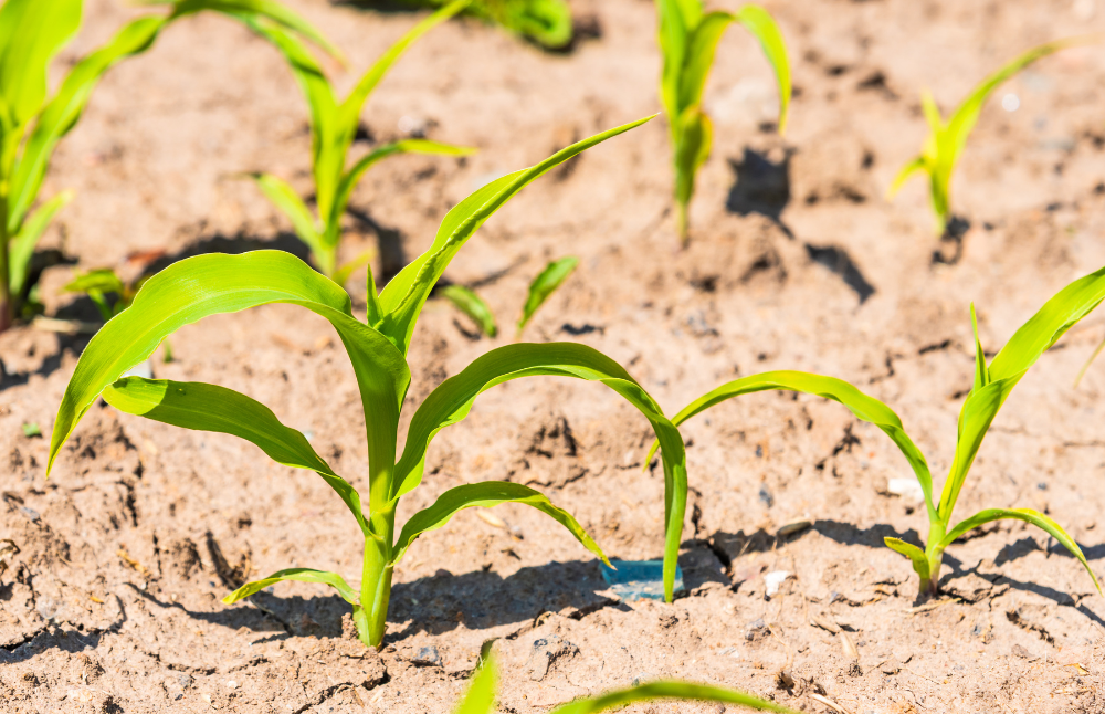 “Soluciones biotecnológicas para la adaptación y resiliencia de las plantas al estrés térmico e hídrico” buscará mejorar la resiliencia de los cultivos ante el estrés hídrico y térmico, mediante el desarrollo e integración de tecnologías avanzadas de edición genética y bioestimulantes naturales.
