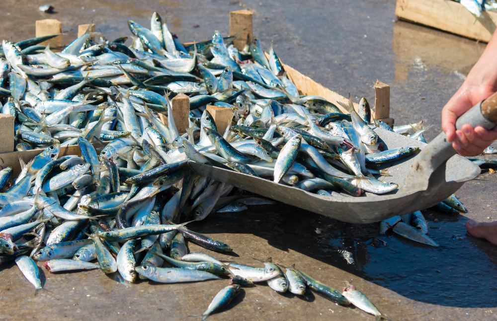 El documento se enfoca en fortalecer la gobernanza territorial pesquera y ampliar el acceso a través del sistema escolar, con el propósito de incidir en el sistema alimentario y alinearlo con las metas de salud pública.