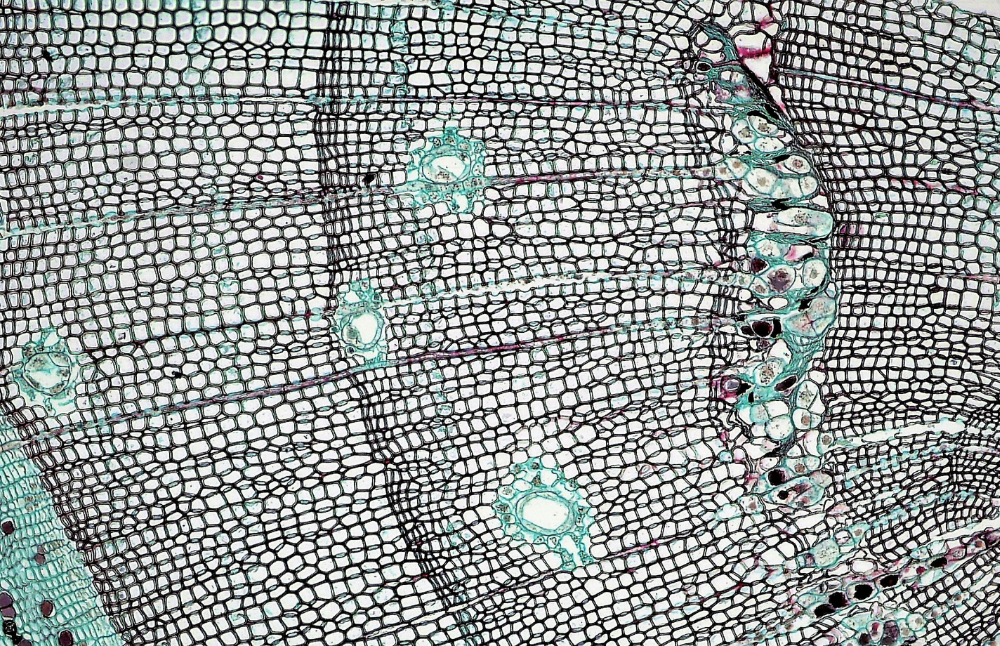 En el ámbito postdoctoral adjudicado por la Casa de Bello, resalta el proyecto titulado “Estructura y función del protoribosoma en coacervados: un camino experimental hacia la formación de la protocélula”, del investigador de la Facultad de Ciencias, Felipe González.