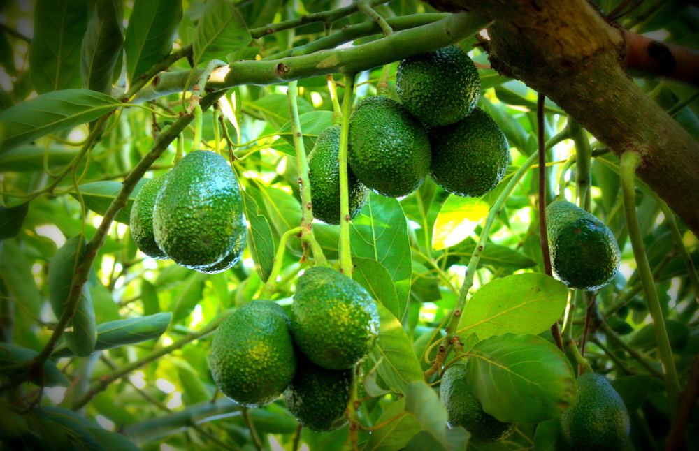 En la Facultad de Ciencias Agronómicas, el académico Reinaldo Campos, lidera el proyecto “Desarrollo de un prototipo de equipo para la gestión del proceso de maduración de paltas “Hass”. 
