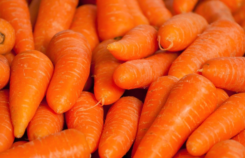 La académica Claudia Stange Klein, estudiará la raíz de la zanahoria en el Instituto de Biología Celular y Molecular de Plantas (IBMCP) de la Universidad Politécnica de Valencia.