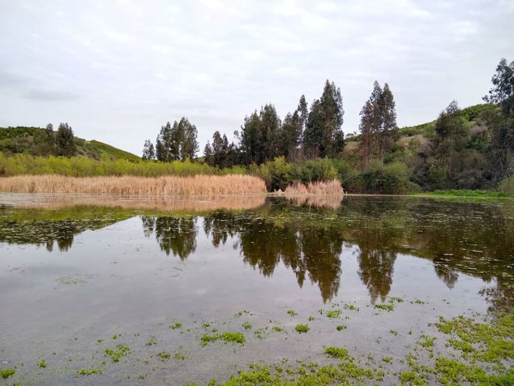 El estudio "Identificación de bacterias con capacidades para la fijación de nitrógeno o la solubilización de fosfato provenientes de humedales", evalúa índices ecológicos y la química del suelo de los humedales Las Juntas, San José y Río Tinguiririca.