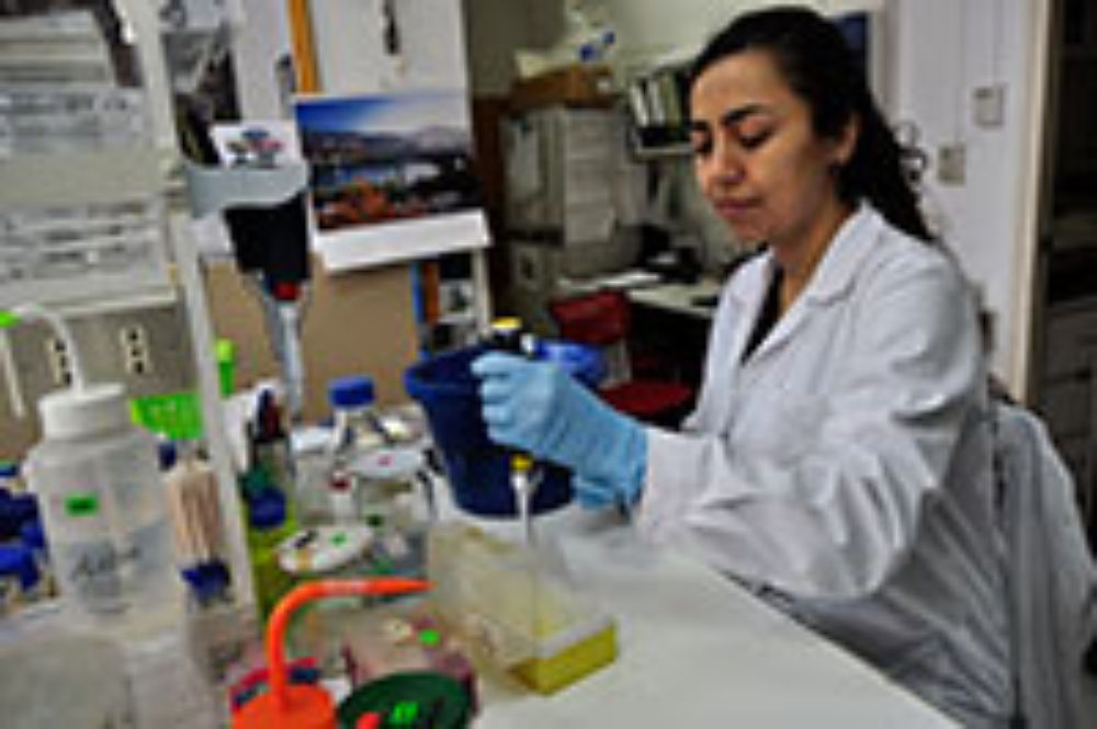 Internacionalización, doctorado, investigación, global