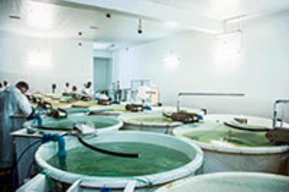 Agronomía, veterinaria, alimentos, doctorado, investigación, internacional