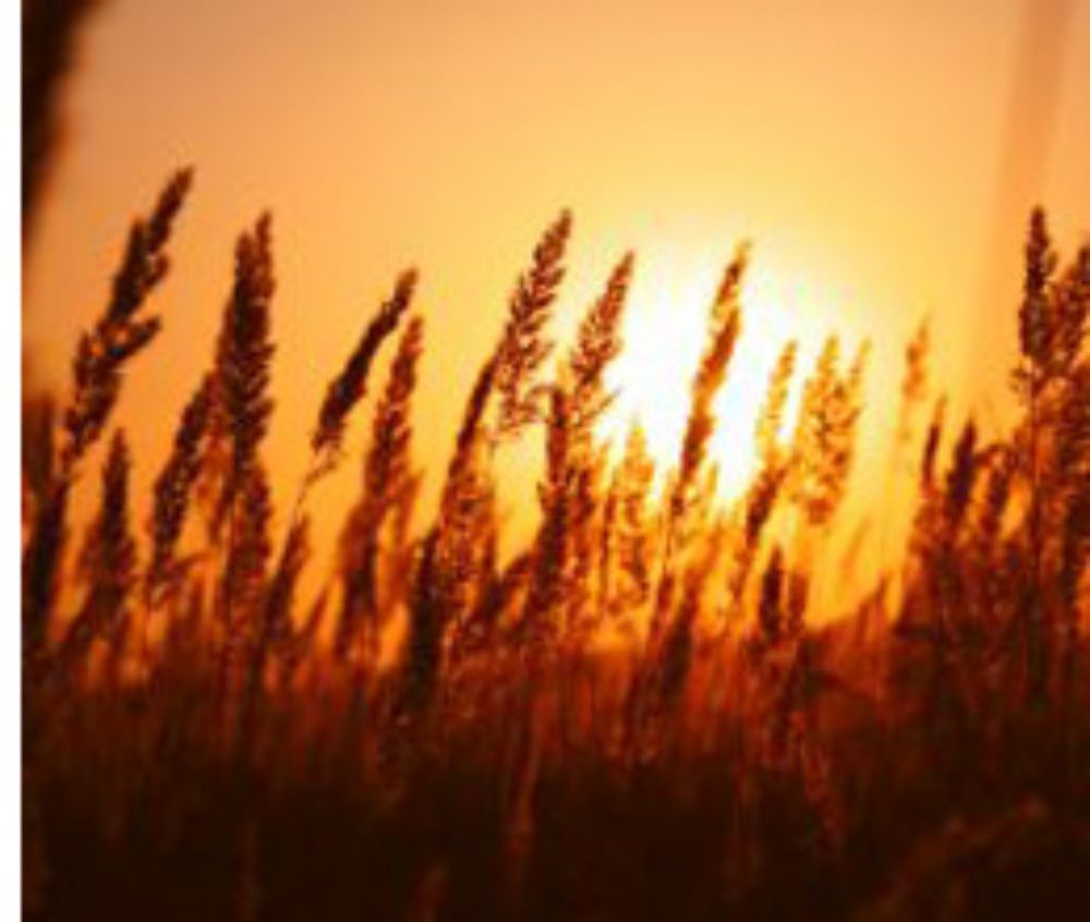 Producción de Biogás