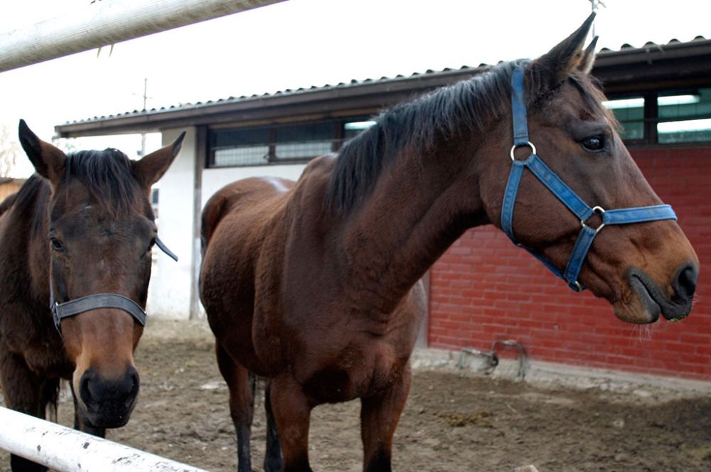 Ciencias silvoagropecuarias