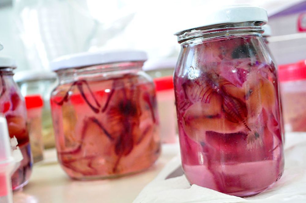 Embriones de aves chilenas que son analizadas por el profesor Alexander Vargas.