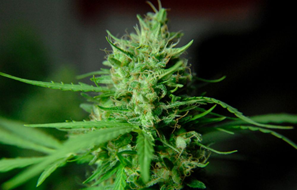 La despenalización de la marihuana y el autocultivo están en el centro de la discusión actual. 