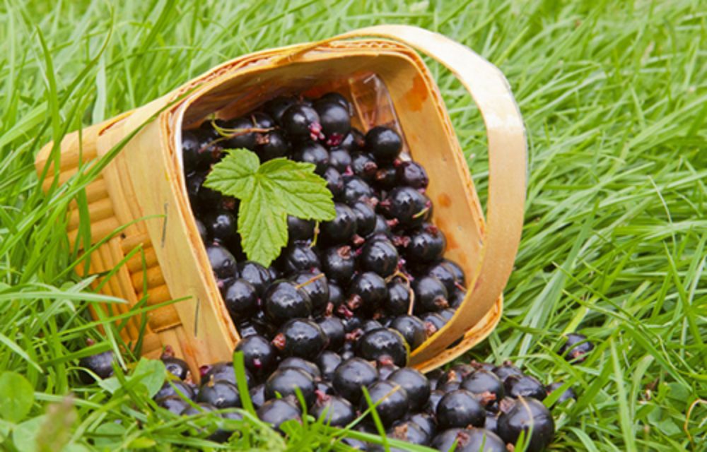 "Aristotelia Chilena", nombre con el que se denomina al maqui, que posee betafitoesteroles, componentes que inhiben la absorción del colesterol. 