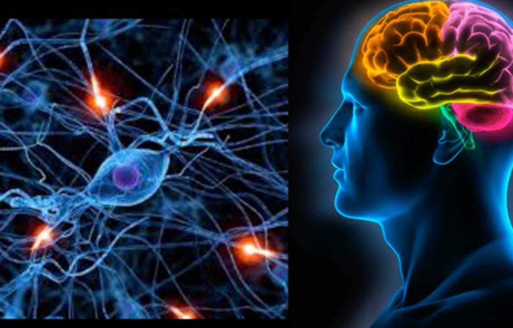 La primera etapa de la investigación comprendió a un grupo de 13 pacientes en estado vegetativo, a quienes se les realizaron registros electroencéfalográficos