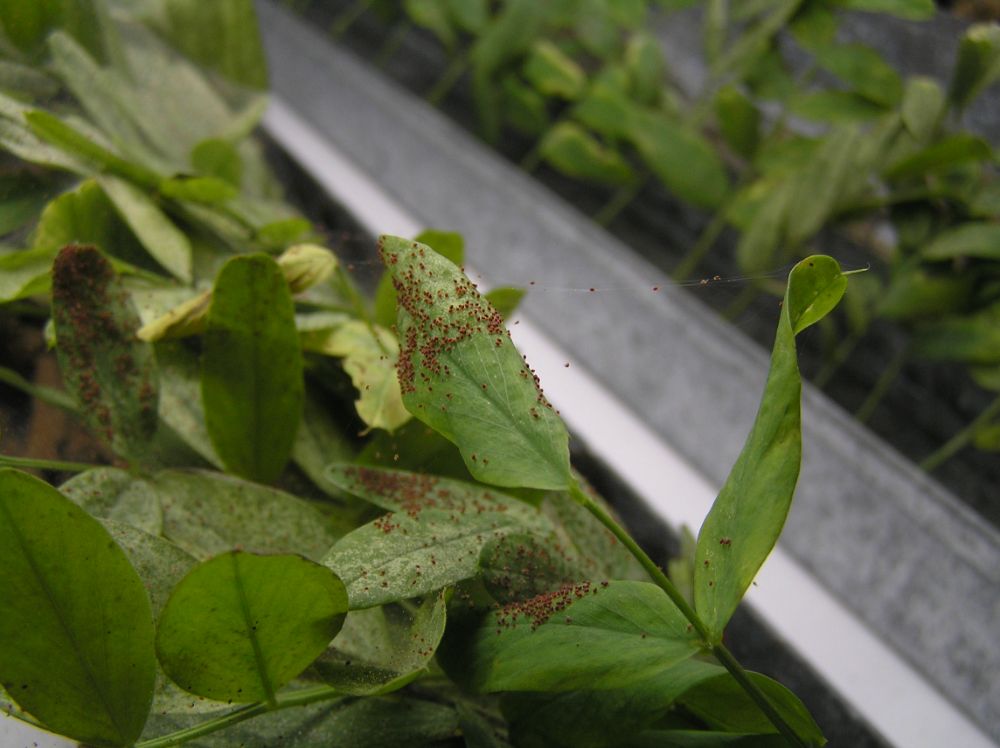 La tecnología se basa en el desarrollo de una metodología de crianza y liberación masiva del ácaro fitófago "Neosiulus californus".