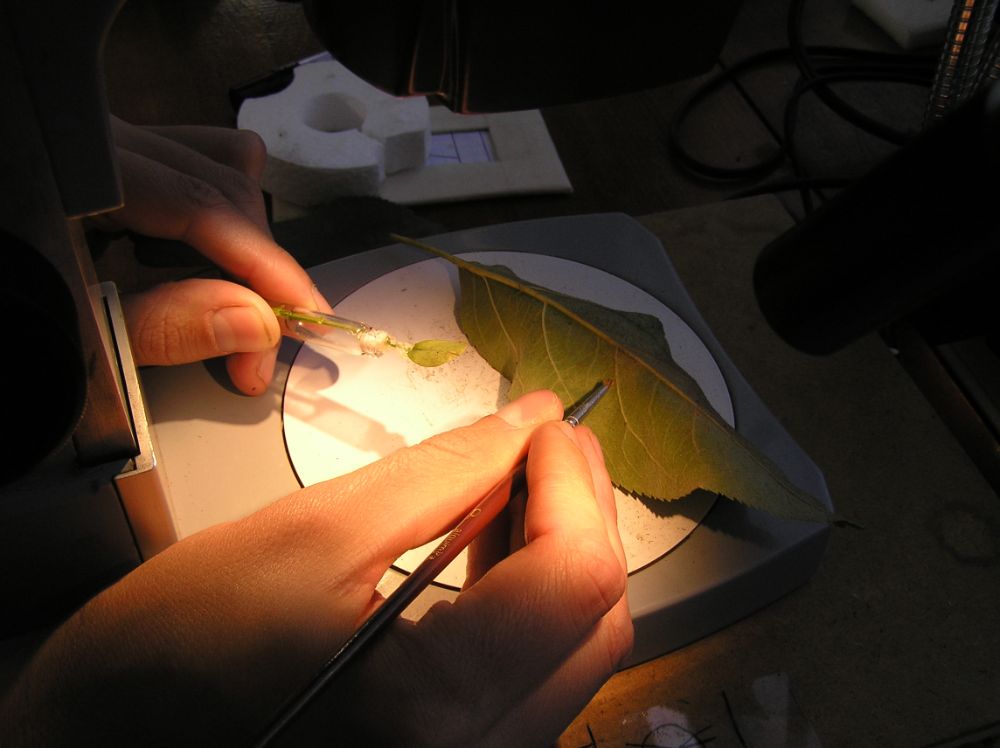 La colecta de ácaros en hojas frutales es parte del proceso de investigación.